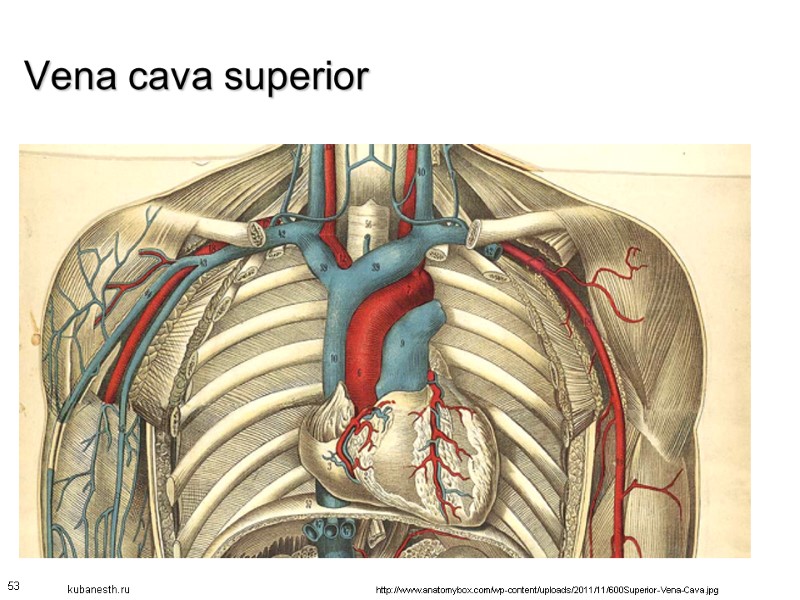 Vena cava superior 53 http://www.anatomybox.com/wp-content/uploads/2011/11/600Superior-Vena-Cava.jpg